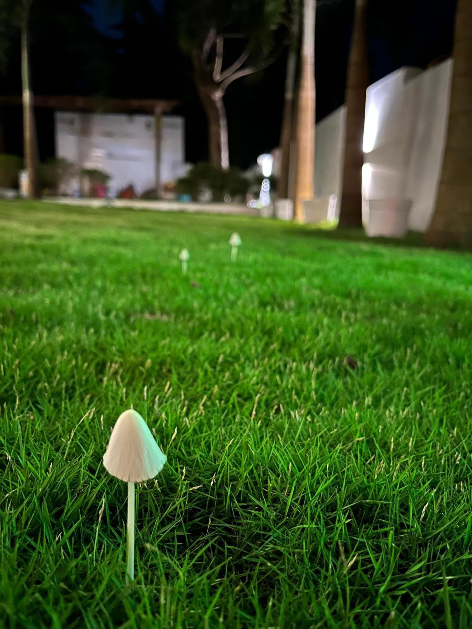 14 Magic Pods Hotel Morjim Bagian luar foto